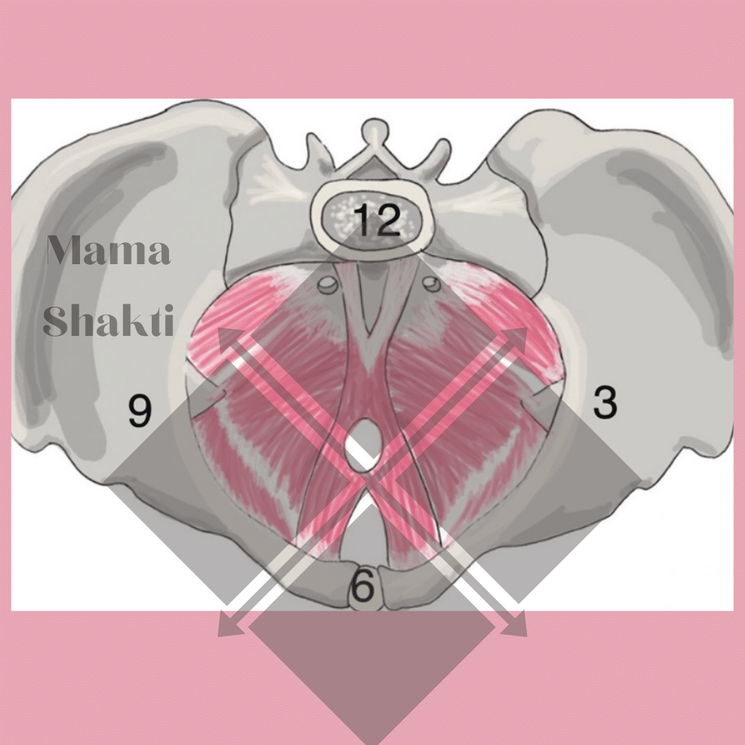 graphic of pelvis